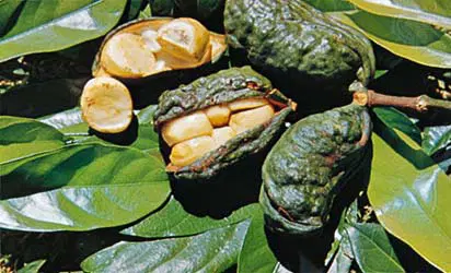 kolanut